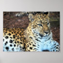 Suche nach wildkatzen poster Wildtiere