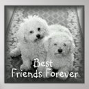 Recherche de frise bichon posters Animal familier