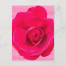 Suche nach romantische rote rosen postkarten Für sie