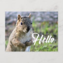 Recherche de salers cartes postales Animal