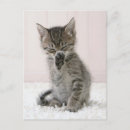 Suche nach licking poster Tabby