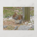 Suche nach niedliches eichhörnchen postkarten Tierwelt