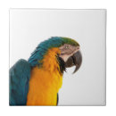 Suche nach papagei macaw fliesen Tiere