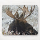 Suche nach moose mousepads Tierwelt