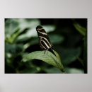 Recherche de papillon noir et blanc posters Vert
