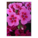 Recherche de géranium rose Floraison
