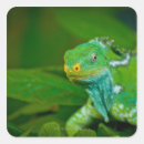 Recherche de iguane autocollants Nature