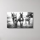 Recherche de âne impressions sur toile Pour tous