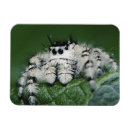 Recherche de saut magnets Animal