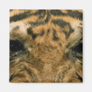 Suche nach tigerauge Afrika