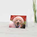 Recherche de le caniche standard photographie Merci