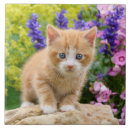 Recherche de chatons carreaux Pour elle