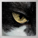 Suche nach auge des tigers poster Katzen