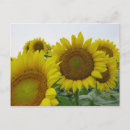 Recherche de tournesol cartes postales Heureux