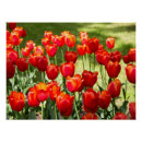 Recherche de tulipe rouge posters Photographie