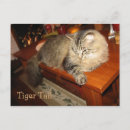 Recherche de tigre rayures cartes postales Chats