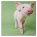 Recherche de porcelet carreaux Ferme