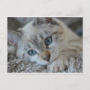 Suche nach lynx poster Natur