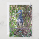 Suche nach vogelbilder karten Tierfotografie