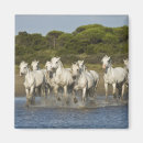 Suche nach brenda tharp Camargue