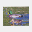 Recherche de canards canard terrasses jardins Animaux