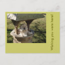 Recherche de lhasa cartes postales Apso