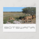 Recherche de kalahari cartes postales Botswana