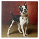 Suche nach bulldog fliesen Pet