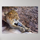 Suche nach leoparden poster Katze