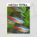 Recherche de tétra Néon