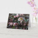 Recherche de hellebores vœux cartes Printemps
