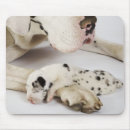 Suche nach harlekin mousepads Hund