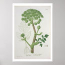 Suche nach veg poster Botanisch