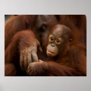 Suche nach orang utan mutter poster Dschungel