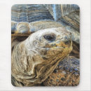Recherche de tortue mignonne tapis souris Animal
