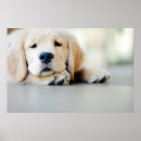 Recherche de chien endormi posters Chiot