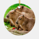 Suche nach capybara ornamente Nagetier