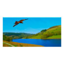 Recherche de oiseaux proie posters Animal