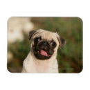 Recherche de chiot de carlin magnets Chien