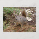 Suche nach braunes eichhörnchen postkarten Wald
