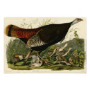 Recherche de naturaliste posters Animal