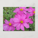 Recherche de fleur de cosmos cartes postales Fleurs