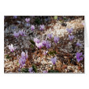 Recherche de cyclamen cartes postales Plante