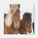 Recherche de jument magnets Neige