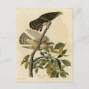 Suche nach falco postkarten Vogelvogel