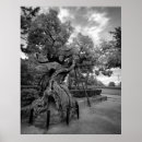 Suche nach bonsai poster Piniengrün