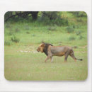 Suche nach männlicher löwe mousepads Selektiver fokus