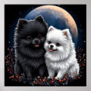 Suche nach pomeranian poster Zwergspitz