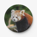 Suche nach panda teller Wildtiere