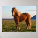 Recherche de poney islandais posters Ranch